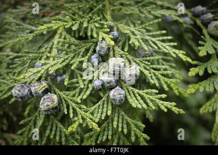 Bacche di ginepro su albero. Foto Stock