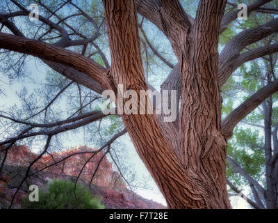 Pioppi neri americani alberi e formazioni rocciose con luna. Fruita, Capitol Reef National Park nello Utah Foto Stock