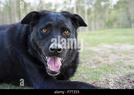 Black australian kelpie razza utilizzato come cane da lavoro nelle aziende agricole Foto Stock