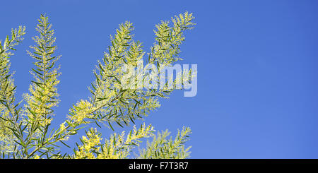 Luminose molla australiano di sfondo con Acacia fimbriata, Golden bargiglio, giallo lanuginoso fioritura contro il cielo blu Foto Stock