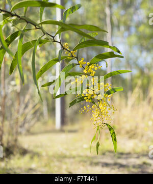 Soleggiato australiano di bargiglio a zig zag di fiori di acacia macradenia in scena bush fioritura in inverno Foto Stock