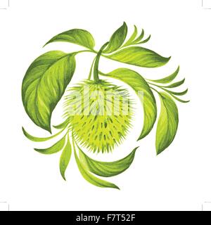 Ornamento decorativo soursop con foglie Illustrazione Vettoriale