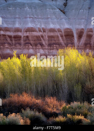 Pioppi neri americani alberi e scogli colorati. Parco nazionale di Capitol Reef, Utah Foto Stock