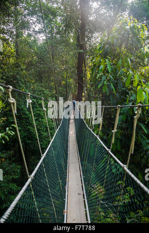 Giovane turista maschio su un ponte di sospensione nella giungla, pontile, Kuala Tahan, Taman Negara, Malaysia Foto Stock