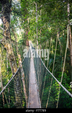 Ponte di sospensione nella giungla, pontile, Kuala Tahan, Taman Negara, Malaysia Foto Stock