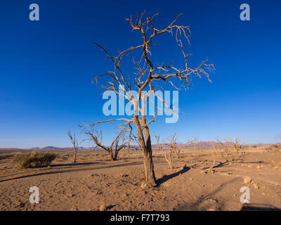 Asciugata camel Thorn Tree (Acacia erioloba) in Kulala deserto riserva sul bordo del deserto del Namib, Regione di Hardap Foto Stock