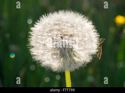 Tarassaco (Taraxacum gazzetta) fiore testa con gru fly, Baviera, Germania Foto Stock