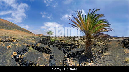 Isola Canarie data palm (Phoenix canariensis), vigneti a montana del Cortijo in campi di lava, Mancha Blanca, Lanzarote Foto Stock