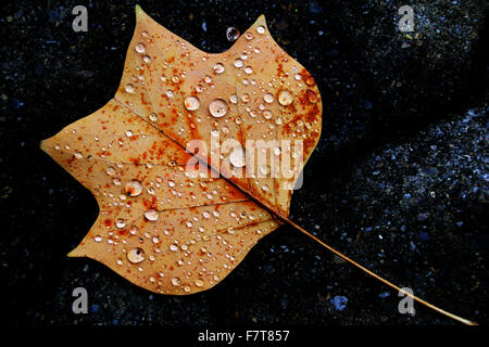 Tulipano giallo tree (Liriodendron Tulipifera) foglie, le goccioline di acqua, Germania Foto Stock