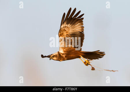 Eurasian o western Marsh Harrier (Circus aeruginosus) con la preda in artigli, Texel, Paesi Bassi Foto Stock