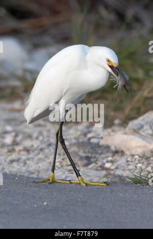 Snowy garzetta (Egretta thuja) predati con gamberetti, GV 'Ding' Darling National Wildlife Refuge, Sanibel Island, Florida, Stati Uniti d'America Foto Stock