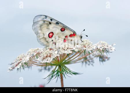 Apollo butterfly (Parnassius apollo) su un fiore, Alto Adige, Italia Foto Stock