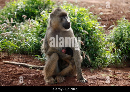 Le scimmie in parco nazionale orientale di tsavo kenya Foto Stock