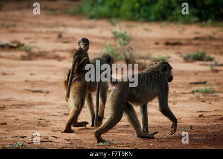 Le scimmie in parco nazionale orientale di tsavo kenya Foto Stock