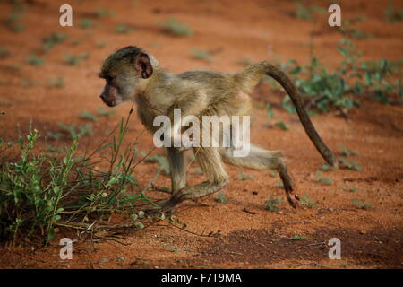 Le scimmie in parco nazionale orientale di tsavo kenya Foto Stock