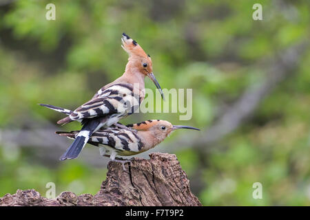 Upupa (Upupa epops) coppia coniugata, Toscana, Italia Foto Stock