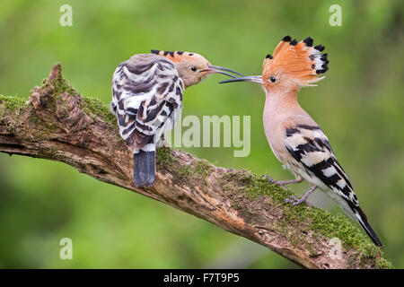 Upupa (Upupa epops) coppia, corteggiamento, maschio, femmina, Toscana, Italia Foto Stock