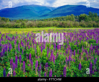 Lupino selvatico, grande golfo deserto, New Hampshire White Mountains, gamma presidenziale di White Mountain National Forest Lupinus per Foto Stock