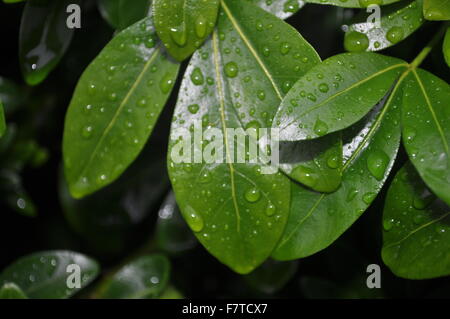 Close up di bright foglie verdi coperti in gocce di rugiada Foto Stock