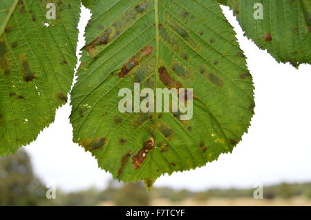 Close up di un luminoso verde foglia pendente da un albero di quercia Foto Stock