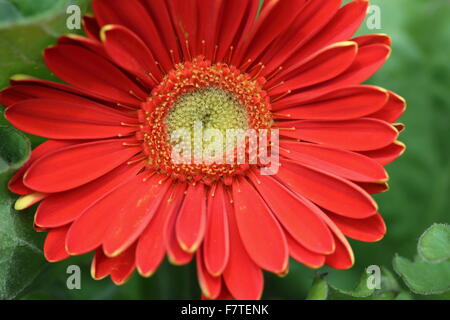 Red Daisy o noto come Gerbera jamesonii - esplosione di colori Foto Stock