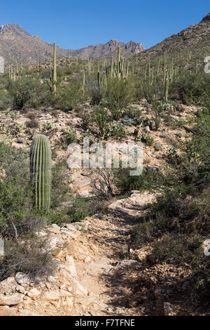 Un sentiero si snoda attraverso il deserto e vegetazione di cactus, Sabino Canyon Recreation Area, Arizona Foto Stock