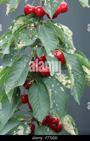 Lapins ciliegia con frutti di un albero - ciliege con fogliame verde Foto Stock