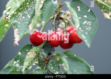 Lapins ciliegia con frutti di un albero - ciliege con fogliame verde Foto Stock