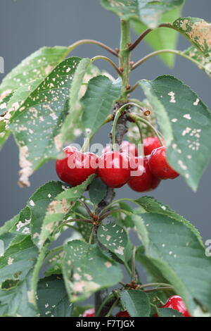 Lapins ciliegia con frutti di un albero - ciliege con fogliame verde Foto Stock