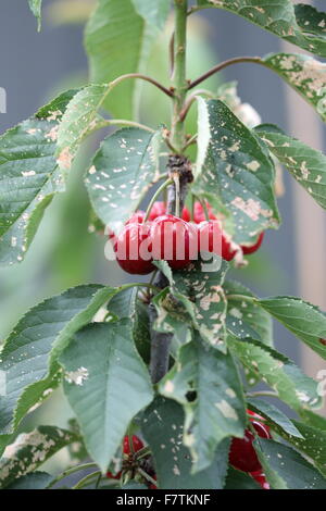 Lapins ciliegia con frutti di un albero - ciliege con fogliame verde Foto Stock