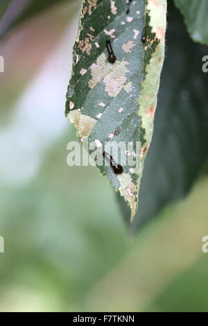 Pera e ciliegia slug worm su Cherry leaf Foto Stock