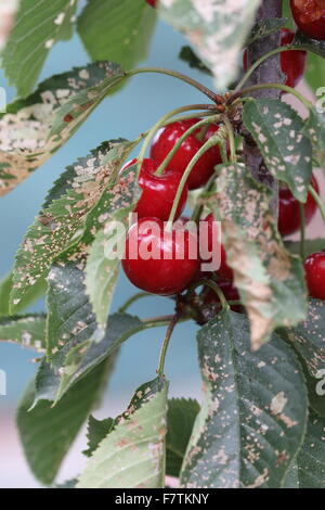 Lapins ciliegia con frutti di un albero - ciliege con fogliame verde Foto Stock