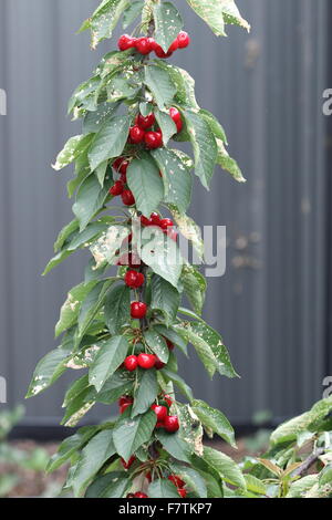 Le ciliegie Lapins su un albero - ciliege con fogliame verde Foto Stock