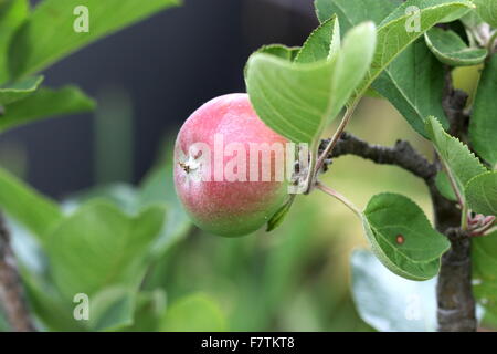 Giovani apple che cresce su un albero Foto Stock