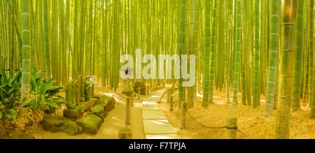 Una panoramica di una foto di una foresta di bamboo a Kamakura, Giappone Foto Stock