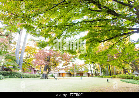 I colori autunnali,Otaguro Park,Suginami-Ku,Tokyo Giappone Foto Stock