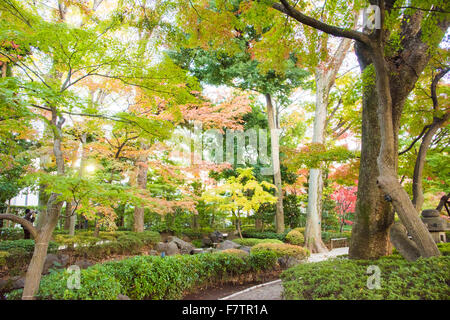 I colori autunnali,Otaguro Park,Suginami-Ku,Tokyo Giappone Foto Stock