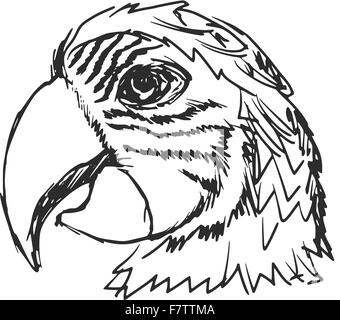 pappagallo Illustrazione Vettoriale