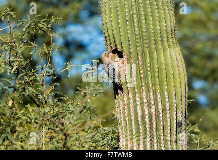 Un Gila picchi (Melanerpes uropygialis) nidificanti in cavità di un gigante di cactus Saguaro. Tucson, Arizona, Stati Uniti. Foto Stock