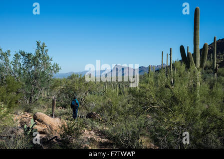 Una donna escursioni nel deserto di Sonora. Parco nazionale del Saguaro, Tucson, Arizona, Stati Uniti. Foto Stock