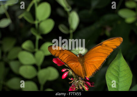 Le farfalle sono insetti comuni che hanno un worm-come corpo e altamente ali colorate Foto Stock