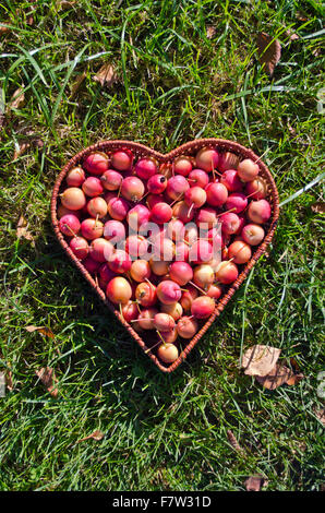 A forma di cuore cesto in vimini piena di granchio di mele su erba verde Foto Stock