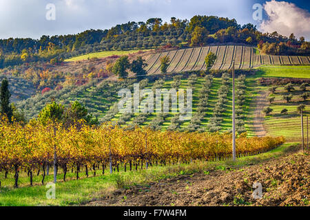 Autunno in agricoltura in campi coltivati in Emilia Romagna: vigneti ed oliveti e altre colture su pendii Foto Stock