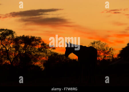 Pantaneiro Pantanal Brasile animale cowboy a cavallo sun Foto Stock