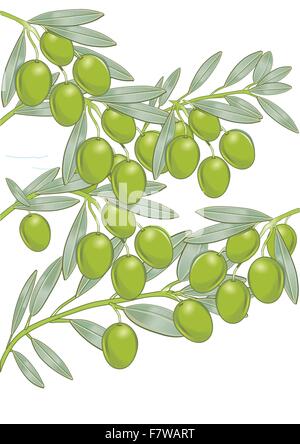 Olive Illustrazione Vettoriale