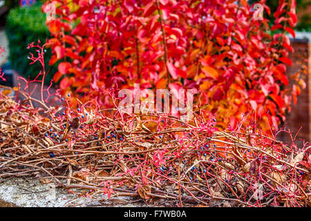 I colori autunnali delle foglie di un superriduttore su un vecchio parapetto di pietra Foto Stock