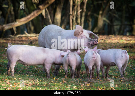 Quattro i suinetti con una scrofa, nel New Forest National Park, al Brook, Hampshire, Inghilterra, Regno Unito. Foto Stock