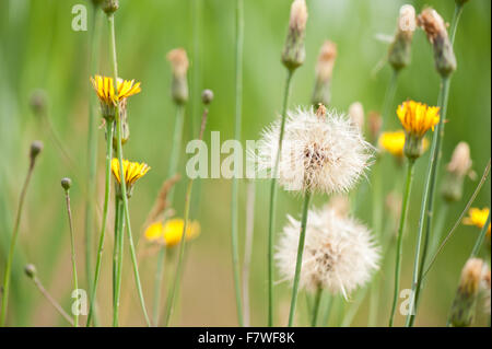 Taraxacum sementi testa bianca, Tarassaco giallo fioritura e versato la medicina di erbe perenni nella famiglia Asteraceae, piante fioriscono Foto Stock
