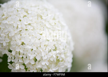 Hydrangea sferica fioritura macro, impianto blooming bianco infiorescenze cremosa, globulare fiori mostrano nel luglio... Foto Stock