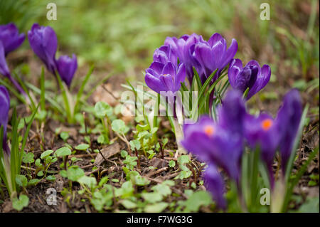 Croci fiori viola closeup, piante di flowering grumi nella famiglia di Iris, che fiorisce in marzo inizio stagione primaverile, violetto scuro ... Foto Stock
